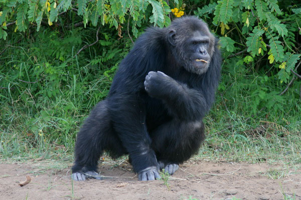 Chimpanzee tracking Uganda