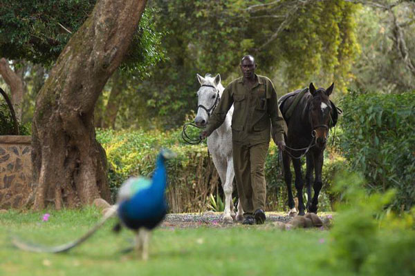 African Safari Fairmont Mount Kenya Safari Club 7