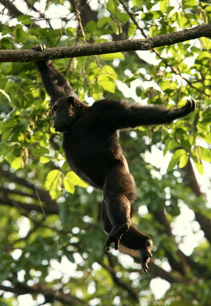 Gorilla Trekking Bwindi Uganda