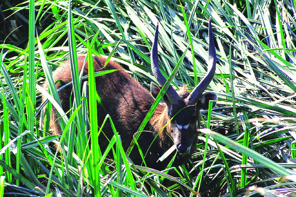 Saiwa Swamp Sitatunga Antelope