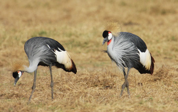 Birds of Uganda Crested Crane