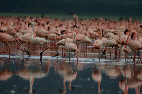 Flamingos at Lake Nakuru National Park