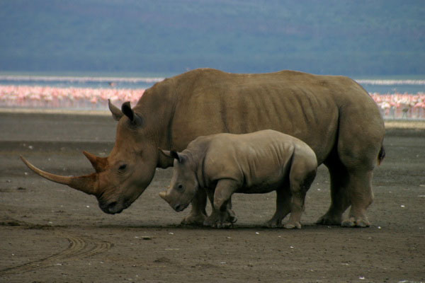 Lake Nakuru National Park is Kenya's First Rhino S