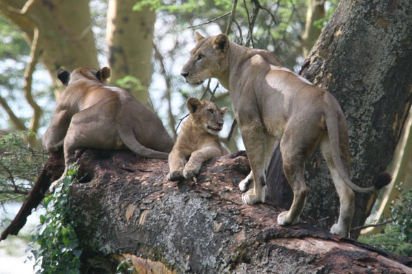 Lions of the Lake Nakuru National Park