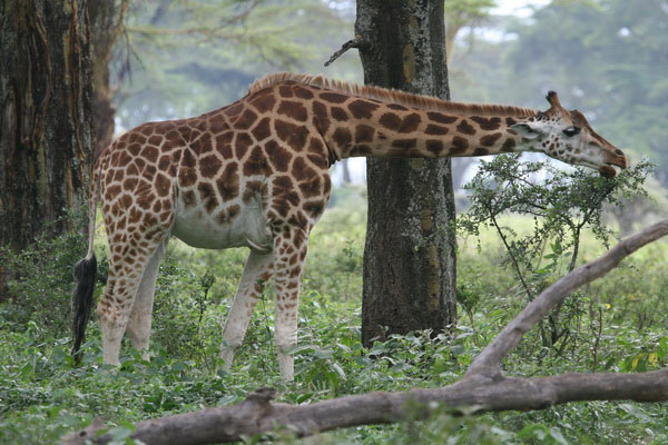 Kenya wildlife safari at the Lake Nakuru National 