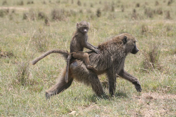 Baboons and Monkeys on safari at Lake Nakuru Natio