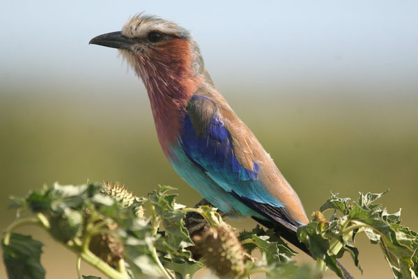 Birdwatching Meru National Park