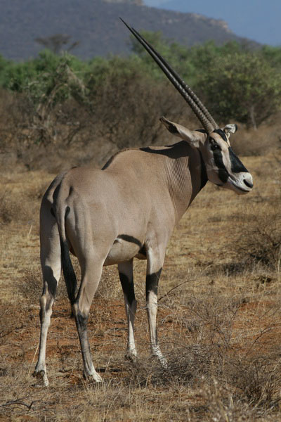 Wildlife Viewing Safari Meru / Kora National Park