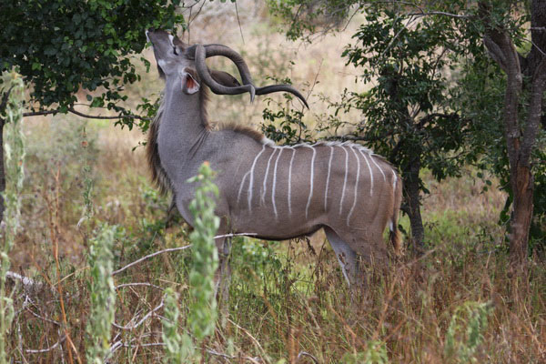 Game Viewing Safari Meru / Kora National Park