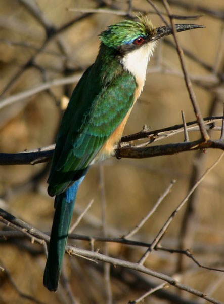 Birdwatching Kora National Park