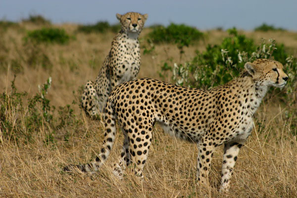 Kenya Wildlife Safari Kora National Park
