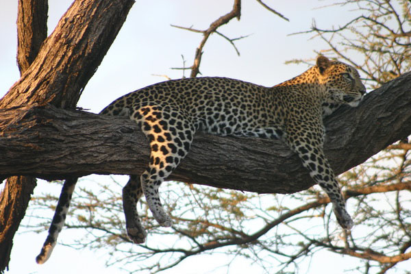 Leopard on Safari Kora National Park