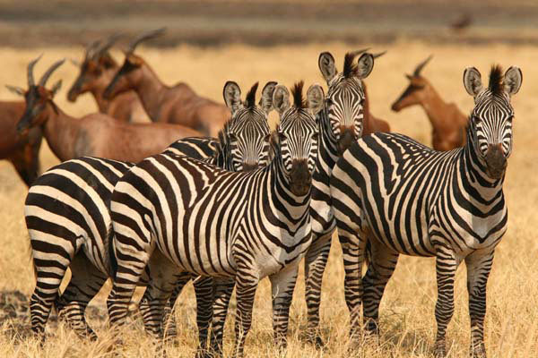 Tsavo West National Park | Kenya Safari Parks & Wildlife Reserves