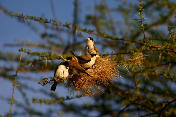 Saiwa Swamp birds nesting