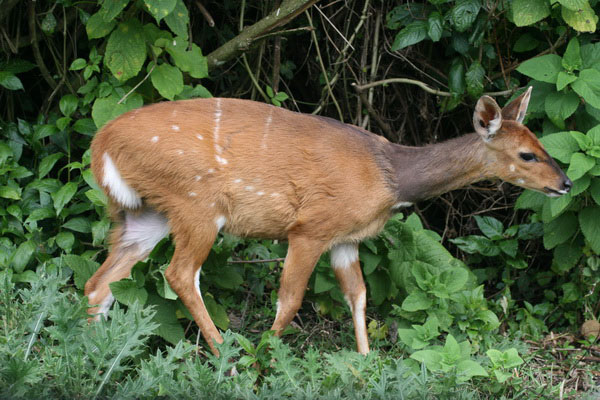 Saiwa Swamp bushbuck