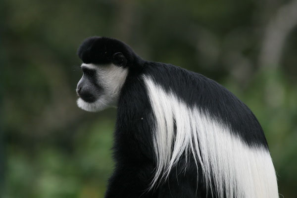Saiwa Swamp colobus monkey