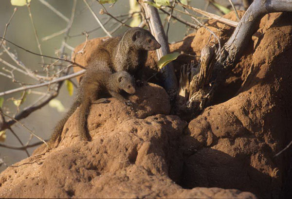 Saiwa Swamp mongoose