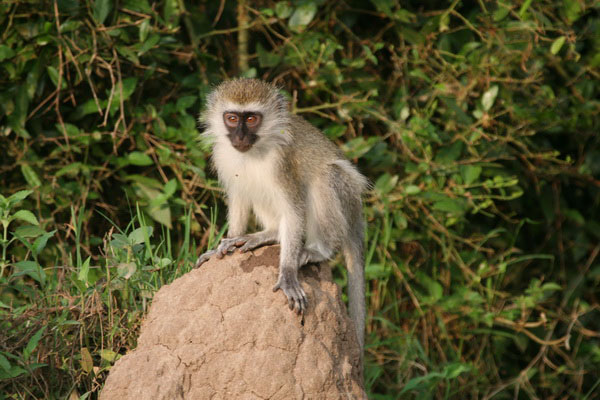 Saiwa Swamp vervet monkey