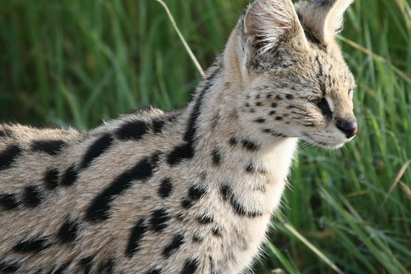 Saiwa Swamp serval cat 2