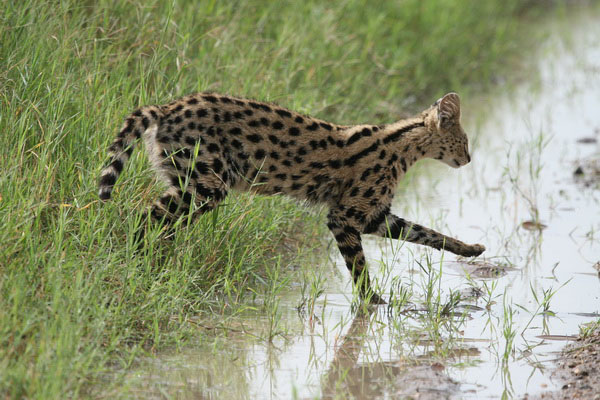 Saiwa Swamp serval cat