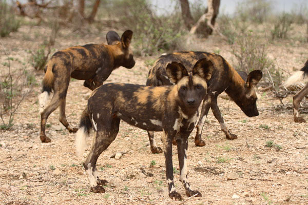 Sasaab Lodge - African Wild Dogs