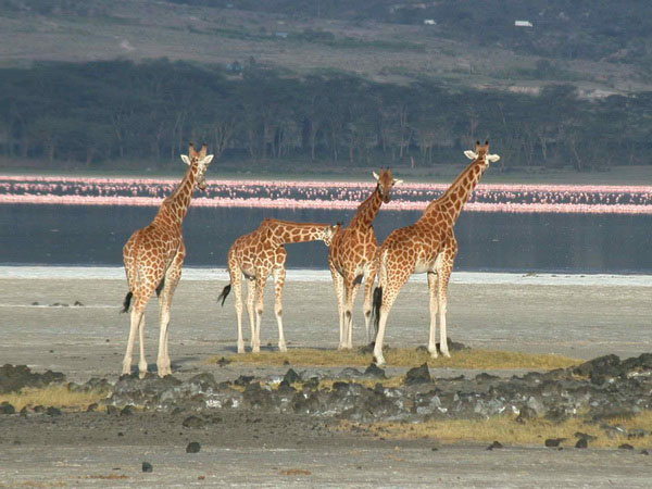 Sunbird Lodge - Lake Elementaita 6